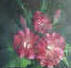  Hibiscus flowers