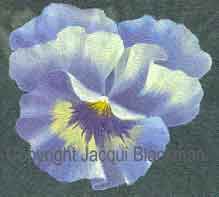 large pansy flower 
